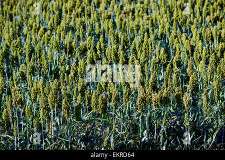 Le Millet de basse-cour japonais (Echinochloa frumentacea) sur un champ dans la Dordogne, Aquitaine, France, Europe Banque D'Images