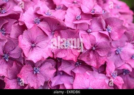 Hortensia violet fleurs dans la pluie à Derrynane House, Caherdaniel, Killarney, comté de Kerry, Irlande Banque D'Images