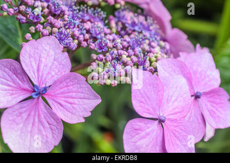 Hortensia violet fleurs dans la pluie à Derrynane House, Caherdaniel, Killarney, comté de Kerry, Irlande Banque D'Images