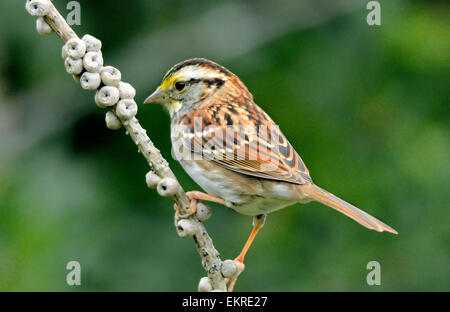 Un oiseau Ã gorge blanche - Zonotrichia albicollis, perché sur une branche, photographié sur un fond flou. Banque D'Images