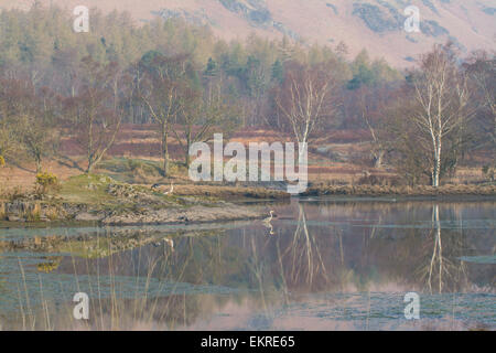 Couleurs, textures et de la faune de Derwentwater Great Bay reflète dans la lumière du matin brumeux douce Banque D'Images