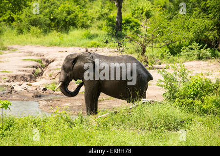 L'éléphant dans la Réserve de faune Majete dans la vallée du Shire, Malawi, couvrant elle-même avec de la boue Banque D'Images