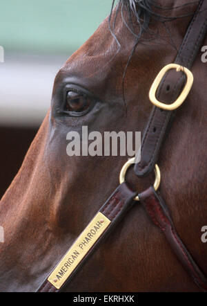 Louisville, Kentucky, USA. 13 avr, 2015. 13 avril 2015, Pharoah américain arrive à Churchill Downs de l'Arkansas avec les autres Bob Baffert les chevaux. Il est le gagnant de l'année 2015, l'Arkansas Derby et un possible favori pour le Derby du Kentucky. Zayat propriétaire d'équitation Crédit : Mary M. Meek/ESW/CSM/Alamy Live News Banque D'Images