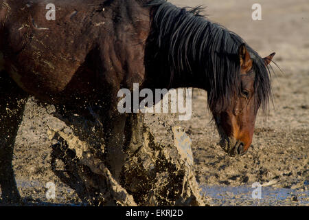 Wild Horse jouant dans l'eau trouble Banque D'Images