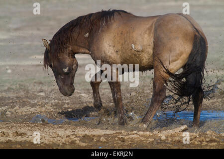 Wild Horse jouant dans l'eau boueuse par les coups de pied et aux éclaboussures. Banque D'Images