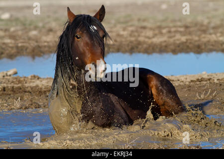 Wild Horse roulant dans l'eau trouble Banque D'Images