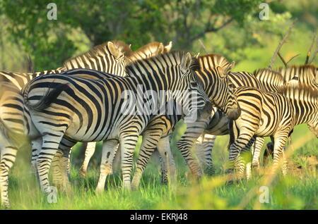 Masse de zebra stripes au célèbre Parc National Kruger, Mpumalanga, Afrique du Sud. Banque D'Images