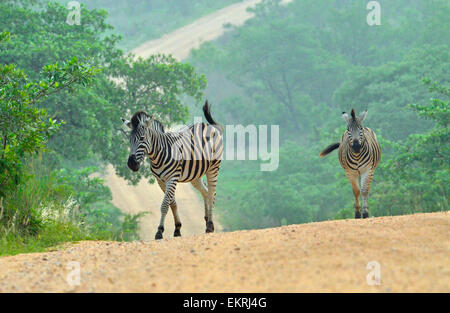 Deux zèbres crossing road à célèbre Parc National Kruger, Mpumalanga, Afrique du Sud. Banque D'Images