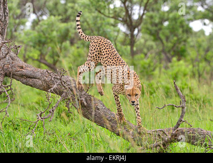 Cheetah in tree in célèbre Parc National Kruger, Mpumalanga, Afrique du Sud. Banque D'Images