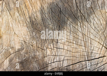 La texture de vieille souche d'arbre en arrière-plan Banque D'Images