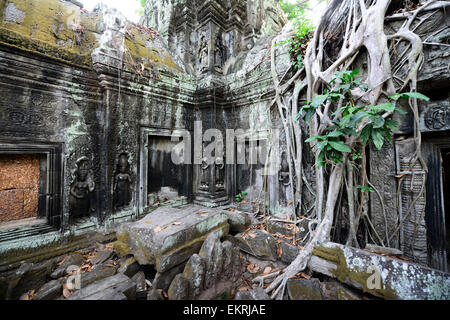 La belle Ta Prohm temple dans le complexe du temple d'Angkor Wat à Siem Reap, Cambodge. Banque D'Images