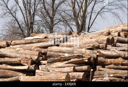 Débit des grumes attendant leur tour dans le diviseur d'être transformé en bois de chauffage Banque D'Images