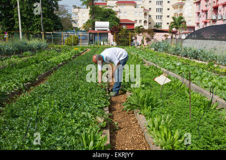 Les attributions de la communauté connue sous le nom de 'organiponicos' dans la banlieue de La Havane où les gens cultiver des fruits et légumes Banque D'Images