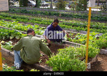 Les attributions de la communauté connue sous le nom de 'organiponicos' dans la banlieue de La Havane où les gens cultiver des fruits et légumes Banque D'Images