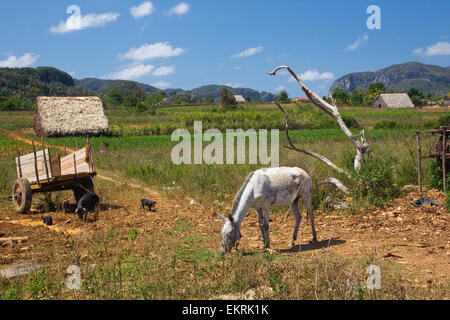 Un cheval,et les porcelets porcs paître sur les terres agricoles de Vinales, Cuba avec les cultures et les plantations de tabac et maisons Banque D'Images