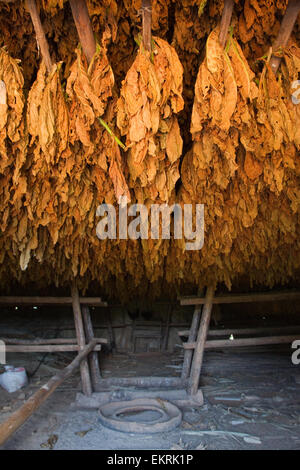 Le séchage du tabac dans une maison de tabac sur des terres agricoles dans la région de Vinales, Cuba Banque D'Images