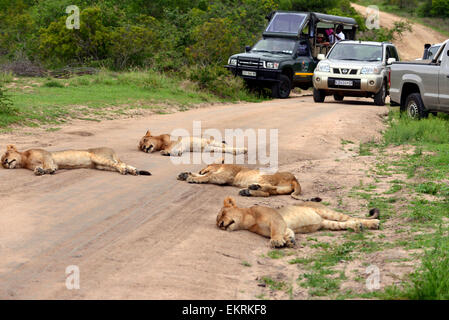 Lion pride paresser au road près de Skukuza, formant un barrage routier pour les touristes, le parc Kruger, Afrique du Sud. Banque D'Images