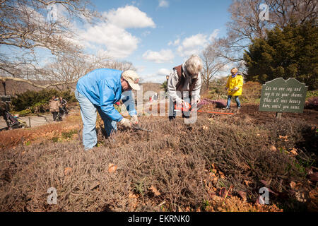 Des bénévoles de la société Heather au nord-est de cisailler la bruyère dans les 3 hectares de jardin dans la région de Heather Fort Tryon Park à New York le Samedi, Avril 11, 2015 pour la 15e édition annuelle de la rupture de la bruyère. Le jardin est l'un des plus grands jardins de bruyère le nord-est construit en 1935, dans un terrain donné pour le parc par John D. Rockefeller Jr. La tonte annuelle coïncide avec la venue du printemps et de soins et les plantes en leur permettant de sortir plus de pousses de fleurs. Il y a 40 variétés différentes de Heath et Heather plantés et les bénévoles viennent d'aussi loin que le New Hampshire à participer.. (© Ri Banque D'Images