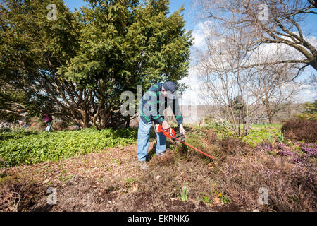 Des bénévoles de la société Heather au nord-est de cisailler la bruyère dans les 3 hectares de jardin dans la région de Heather Fort Tryon Park à New York le Samedi, Avril 11, 2015 pour la 15e édition annuelle de la rupture de la bruyère. Le jardin est l'un des plus grands jardins de bruyère le nord-est construit en 1935, dans un terrain donné pour le parc par John D. Rockefeller Jr. La tonte annuelle coïncide avec la venue du printemps et de soins et les plantes en leur permettant de sortir plus de pousses de fleurs. Il y a 40 variétés différentes de Heath et Heather plantés et les bénévoles viennent d'aussi loin que le New Hampshire à participer.. (© Ri Banque D'Images