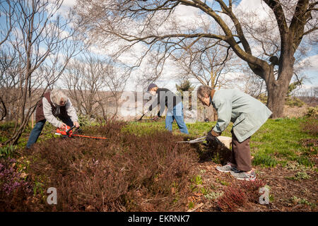 Des bénévoles de la société Heather au nord-est de cisailler la bruyère dans les 3 hectares de jardin dans la région de Heather Fort Tryon Park à New York le Samedi, Avril 11, 2015 pour la 15e édition annuelle de la rupture de la bruyère. Le jardin est l'un des plus grands jardins de bruyère le nord-est construit en 1935, dans un terrain donné pour le parc par John D. Rockefeller Jr. La tonte annuelle coïncide avec la venue du printemps et de soins et les plantes en leur permettant de sortir plus de pousses de fleurs. Il y a 40 variétés différentes de Heath et Heather plantés et les bénévoles viennent d'aussi loin que le New Hampshire à participer.. (© Ri Banque D'Images