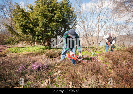 Des bénévoles de la société Heather au nord-est de cisailler la bruyère dans les 3 hectares de jardin dans la région de Heather Fort Tryon Park à New York le Samedi, Avril 11, 2015 pour la 15e édition annuelle de la rupture de la bruyère. Le jardin est l'un des plus grands jardins de bruyère le nord-est construit en 1935, dans un terrain donné pour le parc par John D. Rockefeller Jr. La tonte annuelle coïncide avec la venue du printemps et de soins et les plantes en leur permettant de sortir plus de pousses de fleurs. Il y a 40 variétés différentes de Heath et Heather plantés et les bénévoles viennent d'aussi loin que le New Hampshire à participer.. (© Ri Banque D'Images