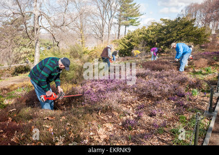 Des bénévoles de la société Heather au nord-est de cisailler la bruyère dans les 3 hectares de jardin dans la région de Heather Fort Tryon Park à New York le Samedi, Avril 11, 2015 pour la 15e édition annuelle de la rupture de la bruyère. Le jardin est l'un des plus grands jardins de bruyère le nord-est construit en 1935, dans un terrain donné pour le parc par John D. Rockefeller Jr. La tonte annuelle coïncide avec la venue du printemps et de soins et les plantes en leur permettant de sortir plus de pousses de fleurs. Il y a 40 variétés différentes de Heath et Heather plantés et les bénévoles viennent d'aussi loin que le New Hampshire à participer.. (© Ri Banque D'Images