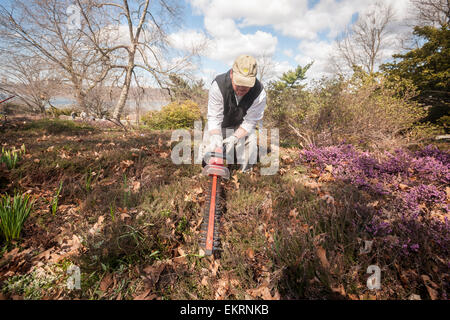 Des bénévoles de la société Heather au nord-est de cisailler la bruyère dans les 3 hectares de jardin dans la région de Heather Fort Tryon Park à New York le Samedi, Avril 11, 2015 pour la 15e édition annuelle de la rupture de la bruyère. Le jardin est l'un des plus grands jardins de bruyère le nord-est construit en 1935, dans un terrain donné pour le parc par John D. Rockefeller Jr. La tonte annuelle coïncide avec la venue du printemps et de soins et les plantes en leur permettant de sortir plus de pousses de fleurs. Il y a 40 variétés différentes de Heath et Heather plantés et les bénévoles viennent d'aussi loin que le New Hampshire à participer.. (© Ri Banque D'Images