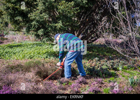 Des bénévoles de la société Heather au nord-est de cisailler la bruyère dans les 3 hectares de jardin dans la région de Heather Fort Tryon Park à New York le Samedi, Avril 11, 2015 pour la 15e édition annuelle de la rupture de la bruyère. Le jardin est l'un des plus grands jardins de bruyère le nord-est construit en 1935, dans un terrain donné pour le parc par John D. Rockefeller Jr. La tonte annuelle coïncide avec la venue du printemps et de soins et les plantes en leur permettant de sortir plus de pousses de fleurs. Il y a 40 variétés différentes de Heath et Heather plantés et les bénévoles viennent d'aussi loin que le New Hampshire à participer.. (© Ri Banque D'Images