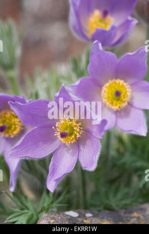 Pulsatilla vulgaris subsp. grandis 'Budapest' des semis. Pulsatilla dans le jardin de rocaille. Banque D'Images