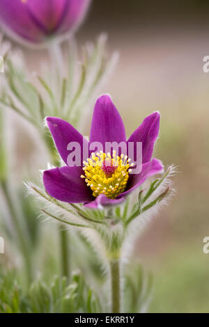 Pulsatilla vulgaris. Pasque flower au rock garden. Banque D'Images