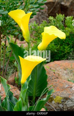 Ou Zantedeschia elliottiana arum Calla jaune/poussent à l'état sauvage dans la province du Limpopo, Afrique du Sud. Banque D'Images