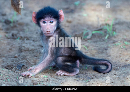 Babouin chacma bébé, Papio ursinus, jouant sur la masse dans le parc Kruger, Afrique du Sud. Banque D'Images