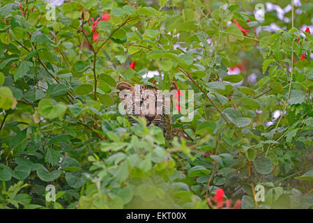 Leopard cub lorgnant à travers les feuilles et les fleurs de Bauhinia galpinii green ou la fierté de de Kaap, Kruger Park, Afrique du Sud Banque D'Images