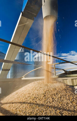 Le pois étant Augered dans un camion agricole pour l'expédition ; Ponteix Saskatchewan Canada Banque D'Images