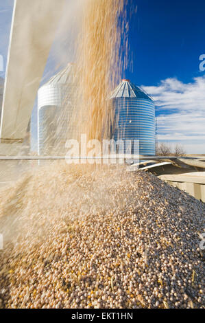 Le pois étant Augered dans un camion agricole pour l'expédition ; Ponteix Saskatchewan Canada Banque D'Images