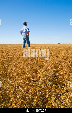 Agriculteur en Harvest-Ready matures Champ de lentilles ; Ponteix Saskatchewan Canada Banque D'Images