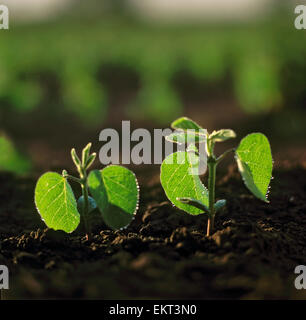 Agriculture - Gros plan du semis de soja par rétro-éclairé de lumière tôt le matin / l'Ontario, Canada. Banque D'Images