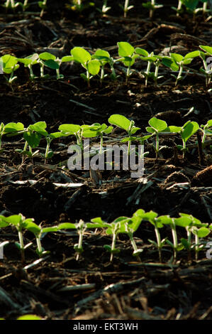 Agriculture - Rangées de plants de soja par rétro-éclairage / tôt le matin près de Truman, Minnesota, USA. Banque D'Images