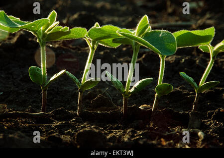 Agriculture - Rangée de plants de soja par rétro-éclairage / tôt le matin près de Truman, Minnesota, USA. Banque D'Images