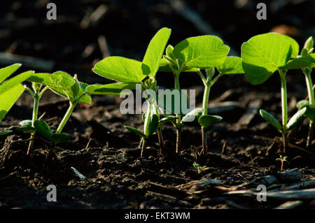 Agriculture - Rangée de plants de soja par rétro-éclairage / tôt le matin près de Truman, Minnesota, USA. Banque D'Images