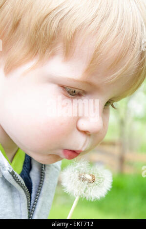 Enfant en soufflant sur le pissenlit Banque D'Images