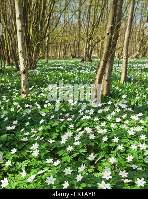 Anémones des bois. Banque D'Images