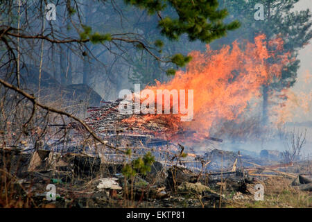 L'image d'un incendie dans une forêt Banque D'Images