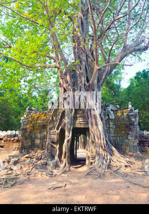 Arbre tropical sur Angkor Wat, Angkor à Siem Reap, Cambodge Banque D'Images