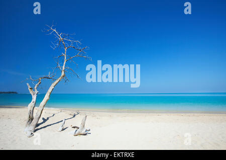 Arbre mort sur belle plage Banque D'Images