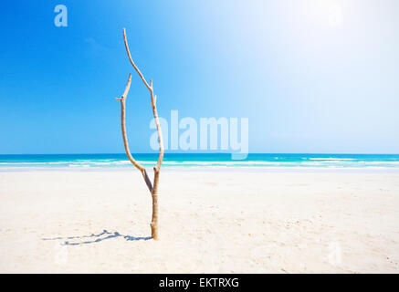 Arbre mort sur belle plage Banque D'Images