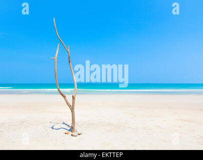 Arbre mort sur belle plage Banque D'Images