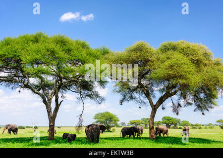 Portrait de l'éléphant d'Afrique Loxodonta africana du groupe en vertu de l'acacias à Parc national de Tarangire, Manyara Région, la Tanzanie, l'Afrique.