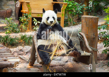 Ours panda géant manger bambou dans Chiang Mai Zoo, Thaïlande Banque D'Images