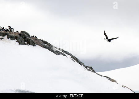 Shag Shag Antarctique impériale AKA (Phalacrocorax atriceps) vole sur une colonie de manchots papous (Pygoscelis papua). Photographe Banque D'Images